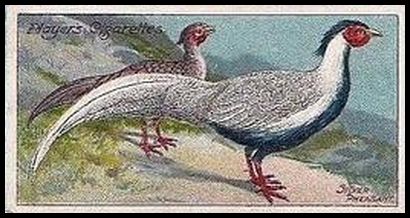 12 Silver Pheasant